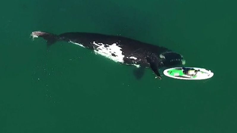 Něco nevídaného, velryba popostrčila paddleboardistku